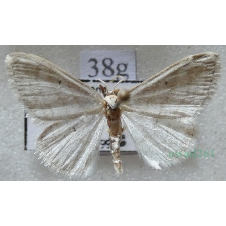 Idaea subsericeata (Haworth, 1809) Czech38g